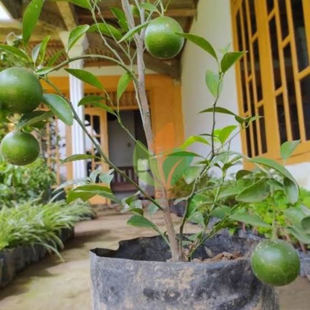

Jeruk santang madu berbuah
