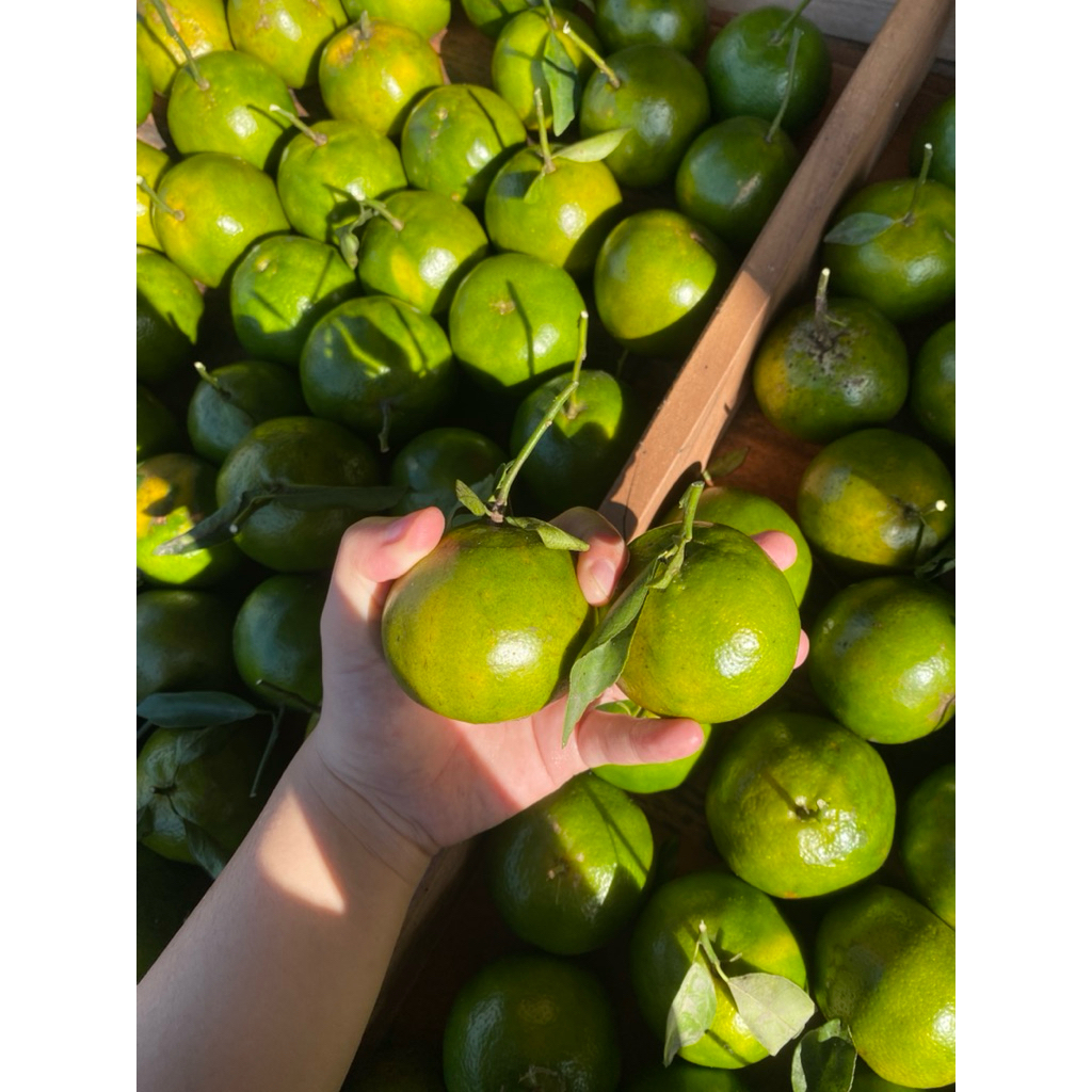 

JERUK MANIS SEMBORO (bisa beli bijian)