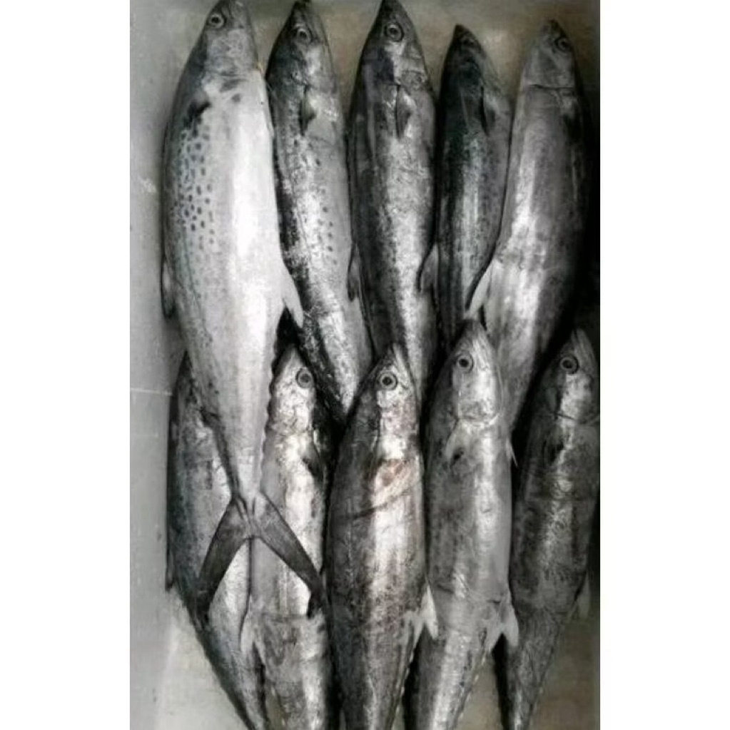 

IKAN TENGIRI TENGGIRI BESAR 1KG SEGAR
