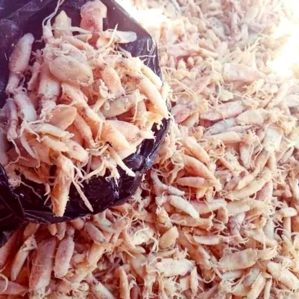 

BABY CUMI KERING TERMURAH KEMASAN VAKUM