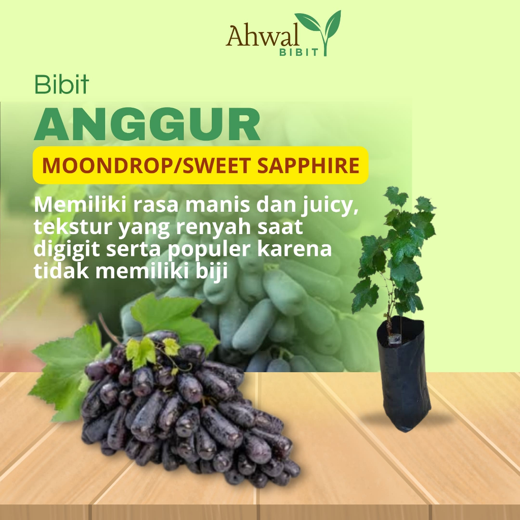 AHWAL BIBIT - Bibit Anggur Moondrop Import Super Siap Tanam