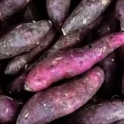 

Ubi ungu per kg