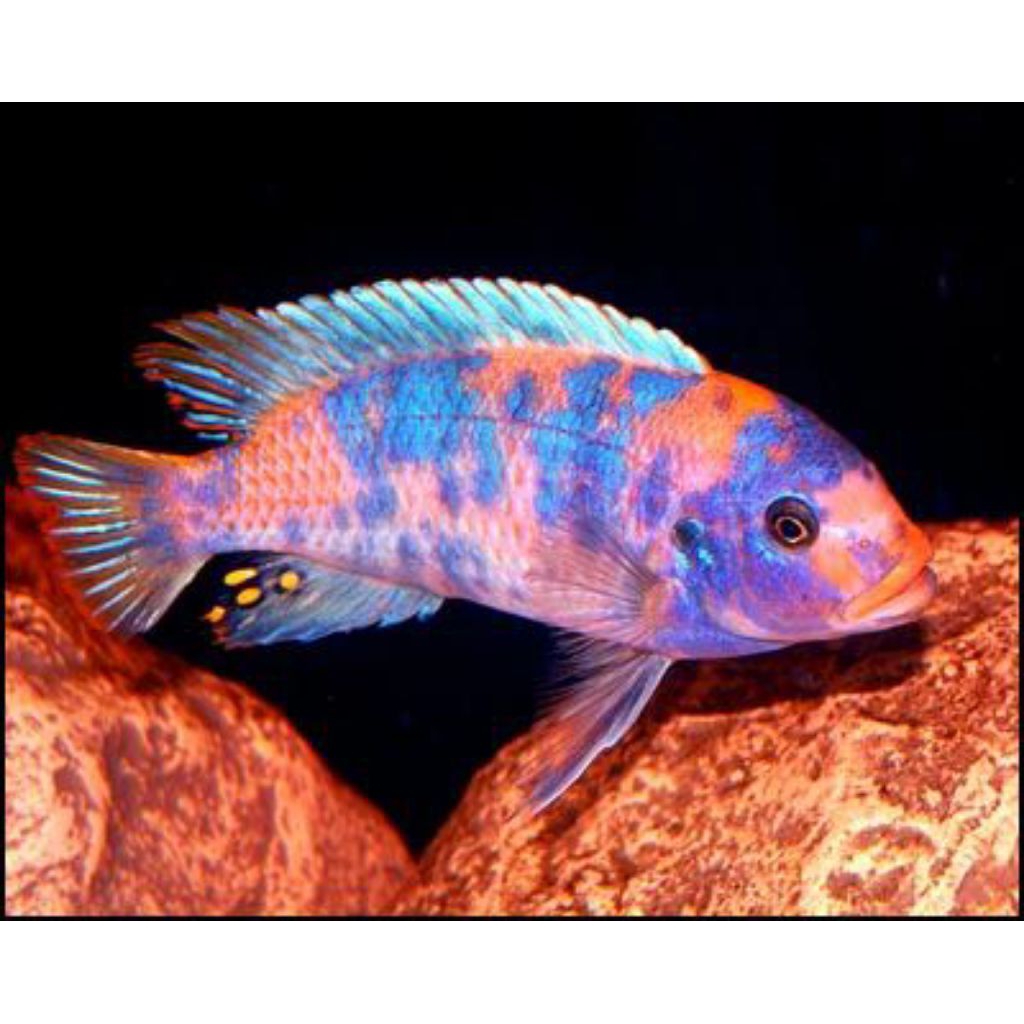ob mbuna cichlid