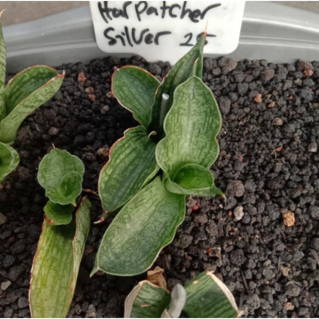 sansevieria harpatcher silver