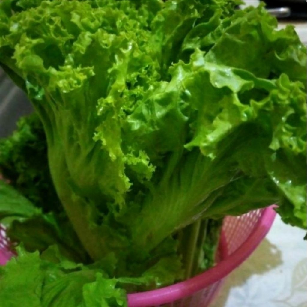 

Selada bokor per 250gr