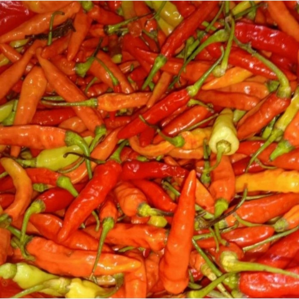 

Cengek/rawit merah