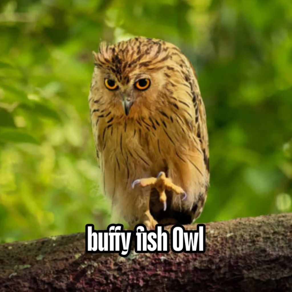 

Telur fertil Buffy Fish Owl siap ditetaskan