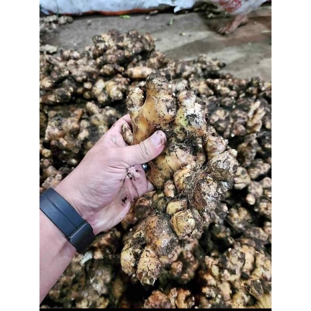 

Jahe gajah super pull tua 1kg