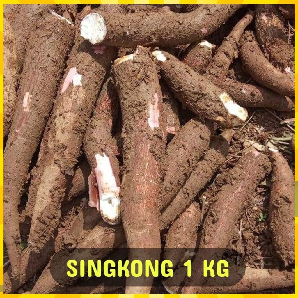 

SINGKONG ASLI POLOKARTO ENAK,GURIH,PULEN
