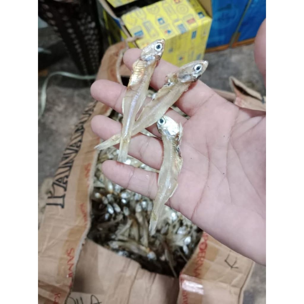 

IKAN BADA PUTIH TAWAR