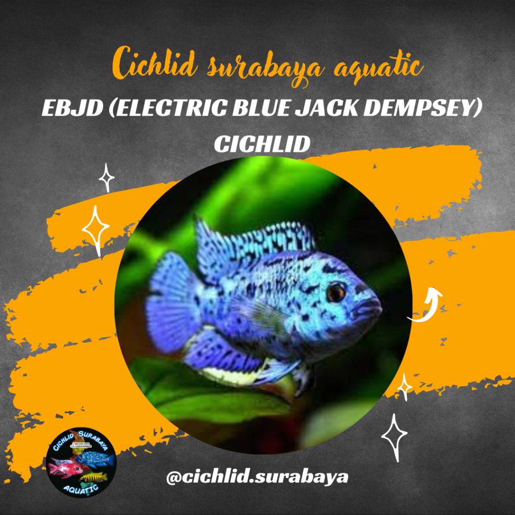 EBJD (Electric Blue Jack Dempsey) cichlid
