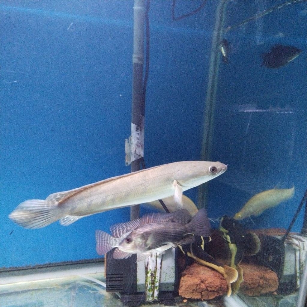 chana yellow sentarum