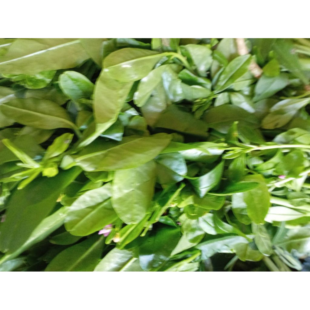 

SAYUR DAUN GINSENG JAWA / SOM JAWA SEGAR ikat