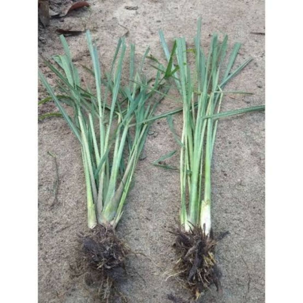 Bibit Pohon Sereh Putih/Bibit pohon Sereh Wangi /Bibit Pohon Sereh Bumbu Dapur /Bibit Pohon Sereh Hi