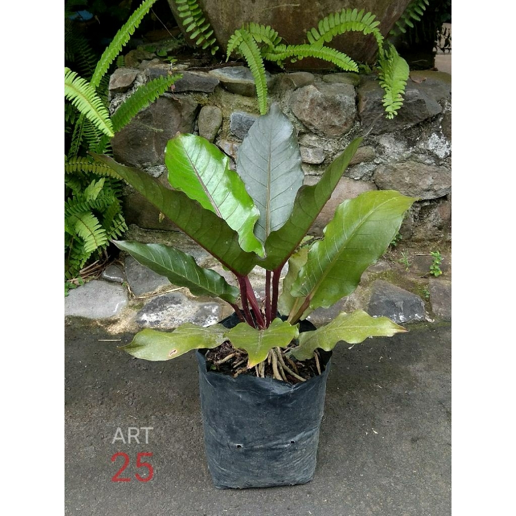 Anthurium Black Selvet Anturium Sesuai Foto