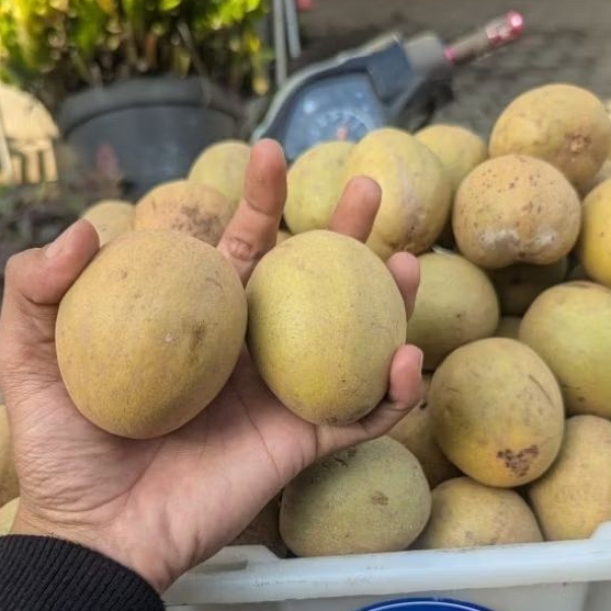

Sawo madu mengkal tua 1kg khas Pangandaran / buah sawo fresh pengiriman aman