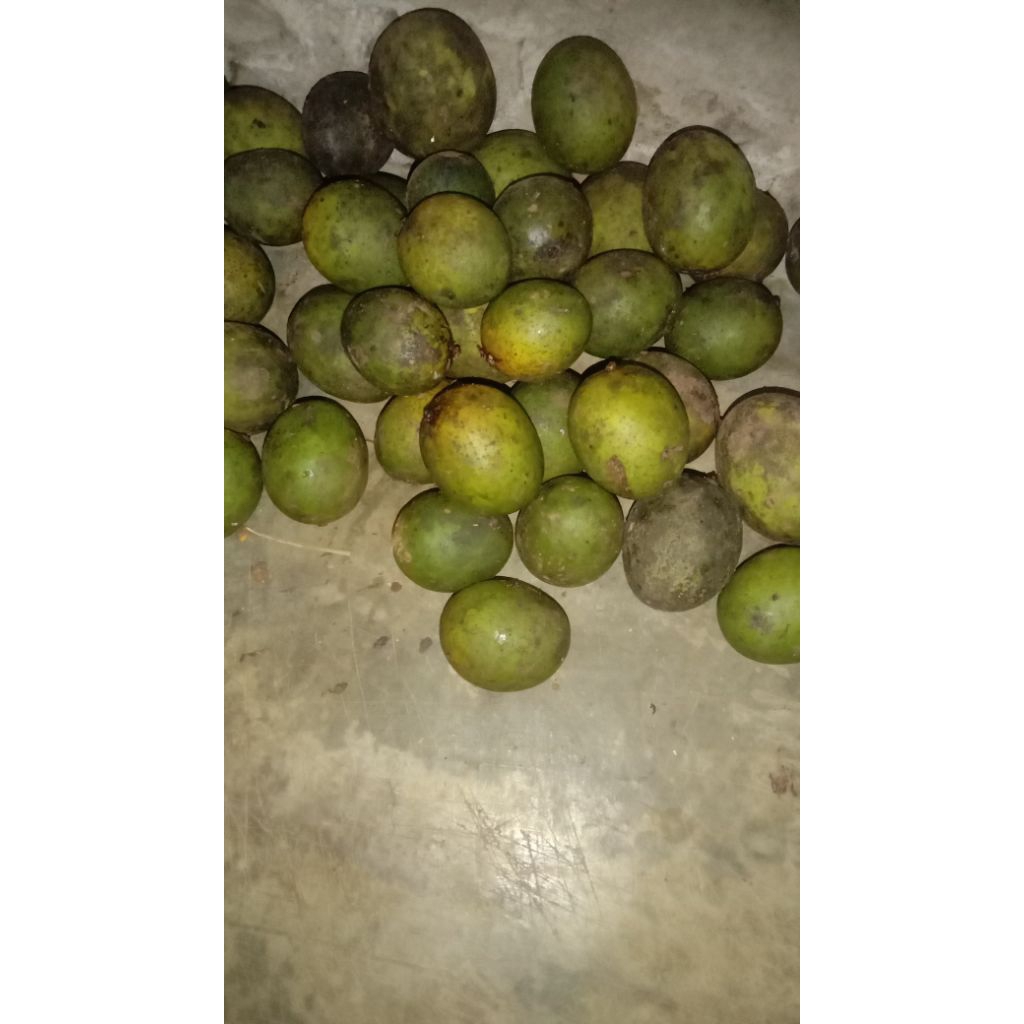 

Buah Limus matang cocok buat d bikin manisan