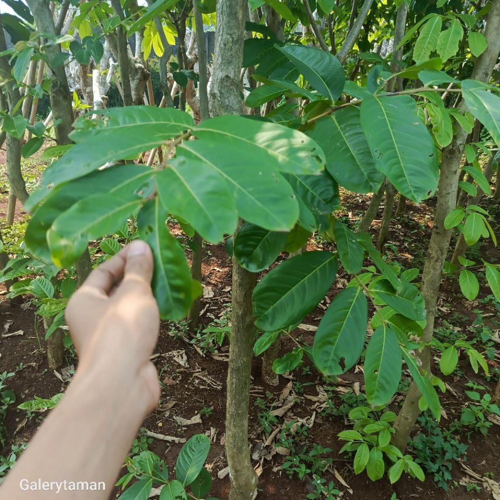 pohon bungur tinggi 3 meter