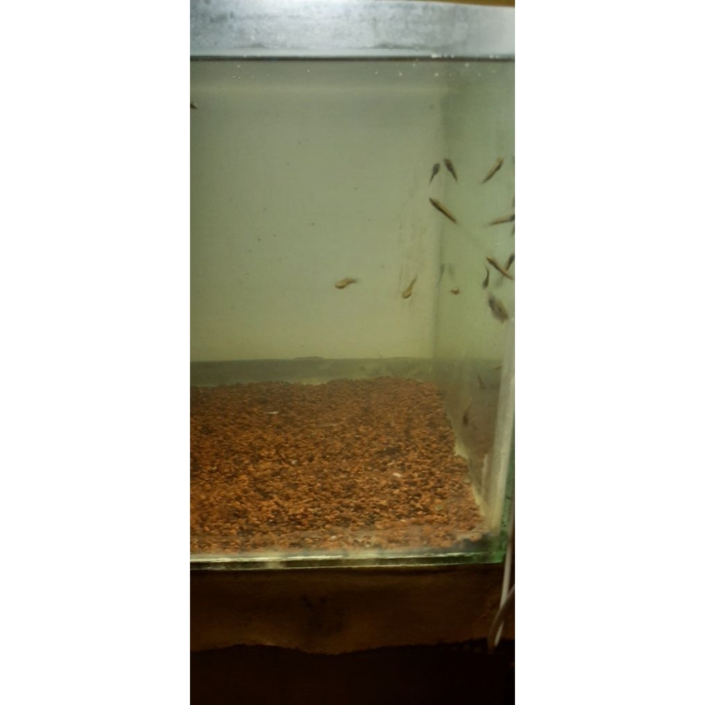 mainan channa limbata baby size 3-4-5 cm