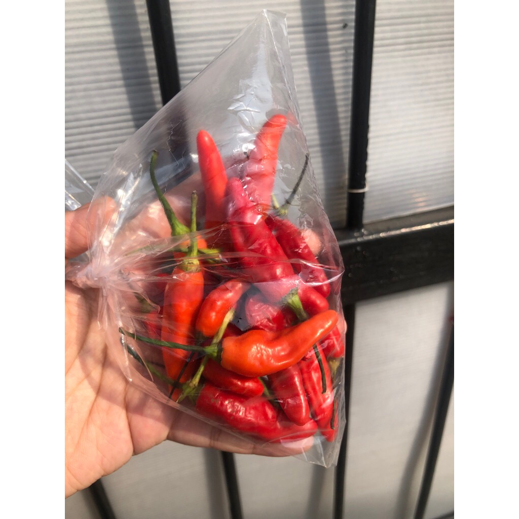 

CABE RAWIT MERAH 5000