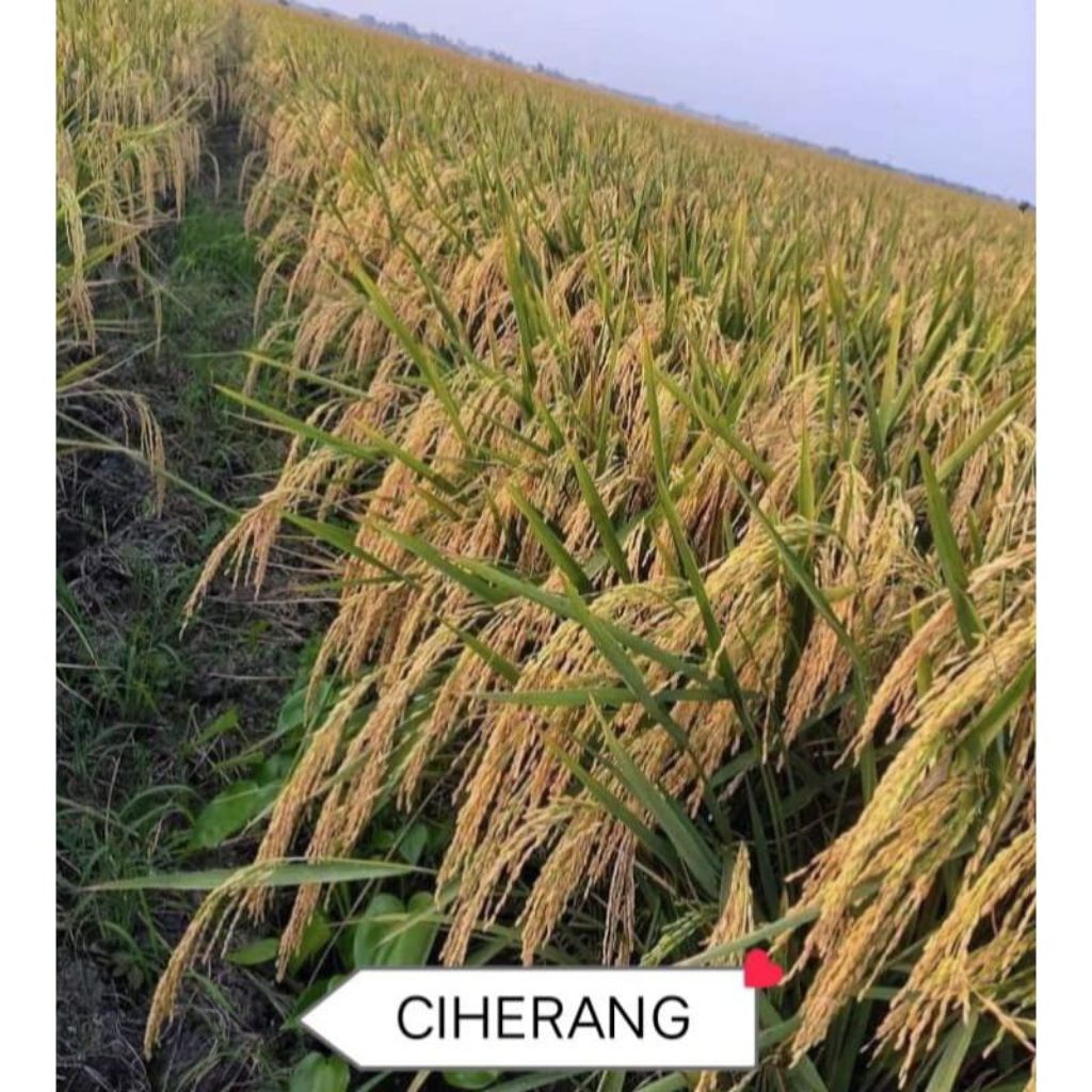 BENIH PADI CIHERANG SS 1KG