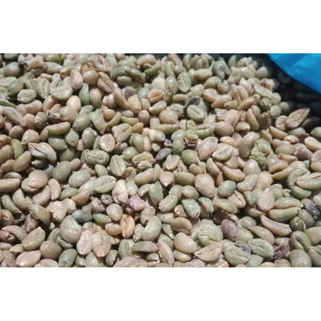 

biji kopi nangka (excelsa/liberika)