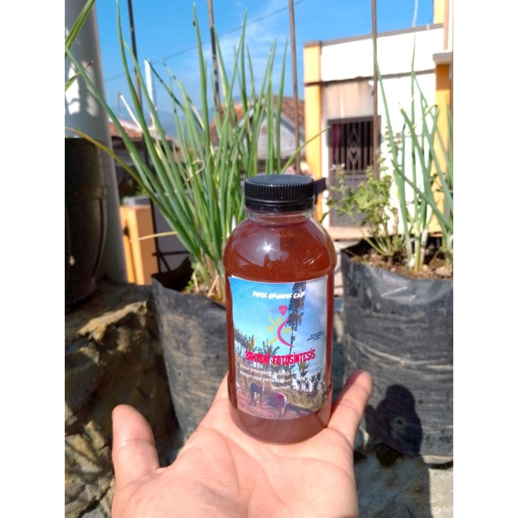 PSB super (bakteri fotosintesis)