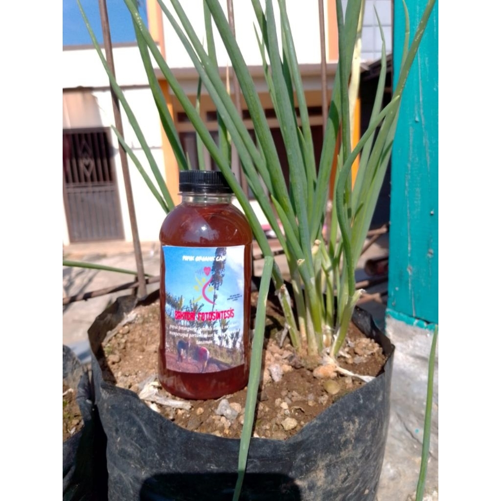 psb super (bakteri fotosintesis)