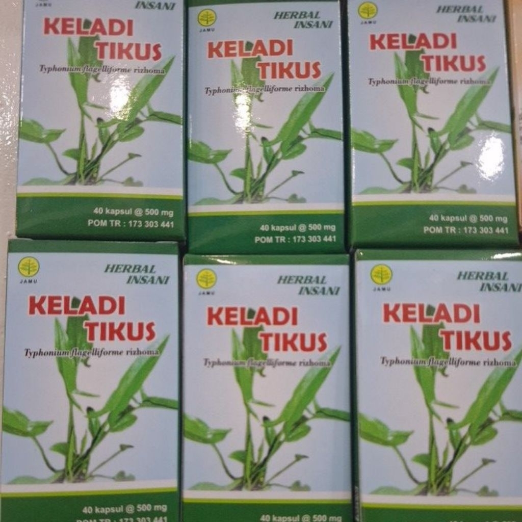 kapsul keladi tikus