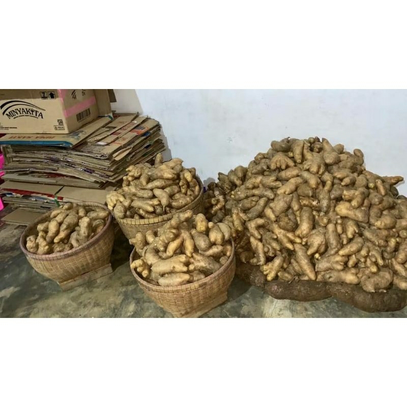 

Gembili/Umbi Gembili Kemasan 1kg Fress(Siap Rebus)