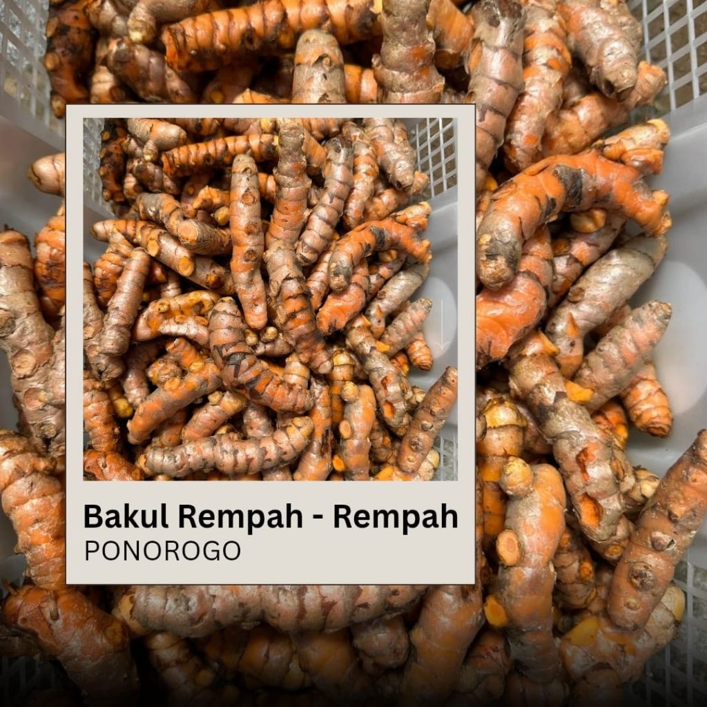 

KUNIR/KUNYIT SUPER AA