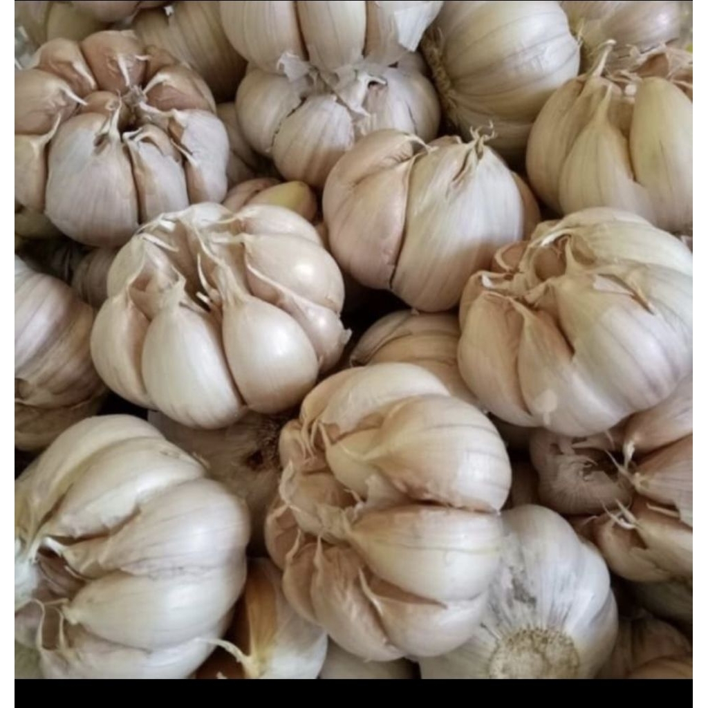 

Bawang putih honan bagus