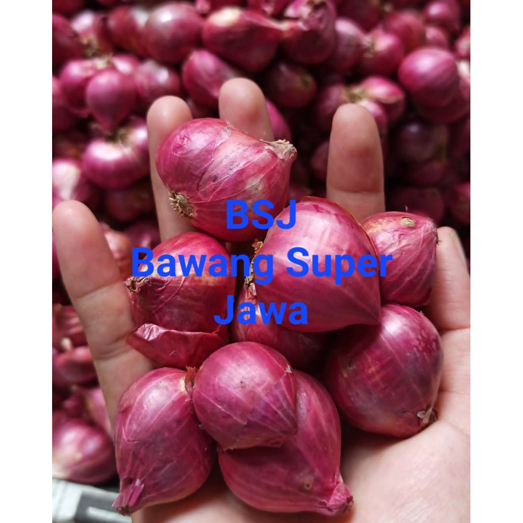 

Bawang Merah Super Jawa Termurah Dari Petani Langsung