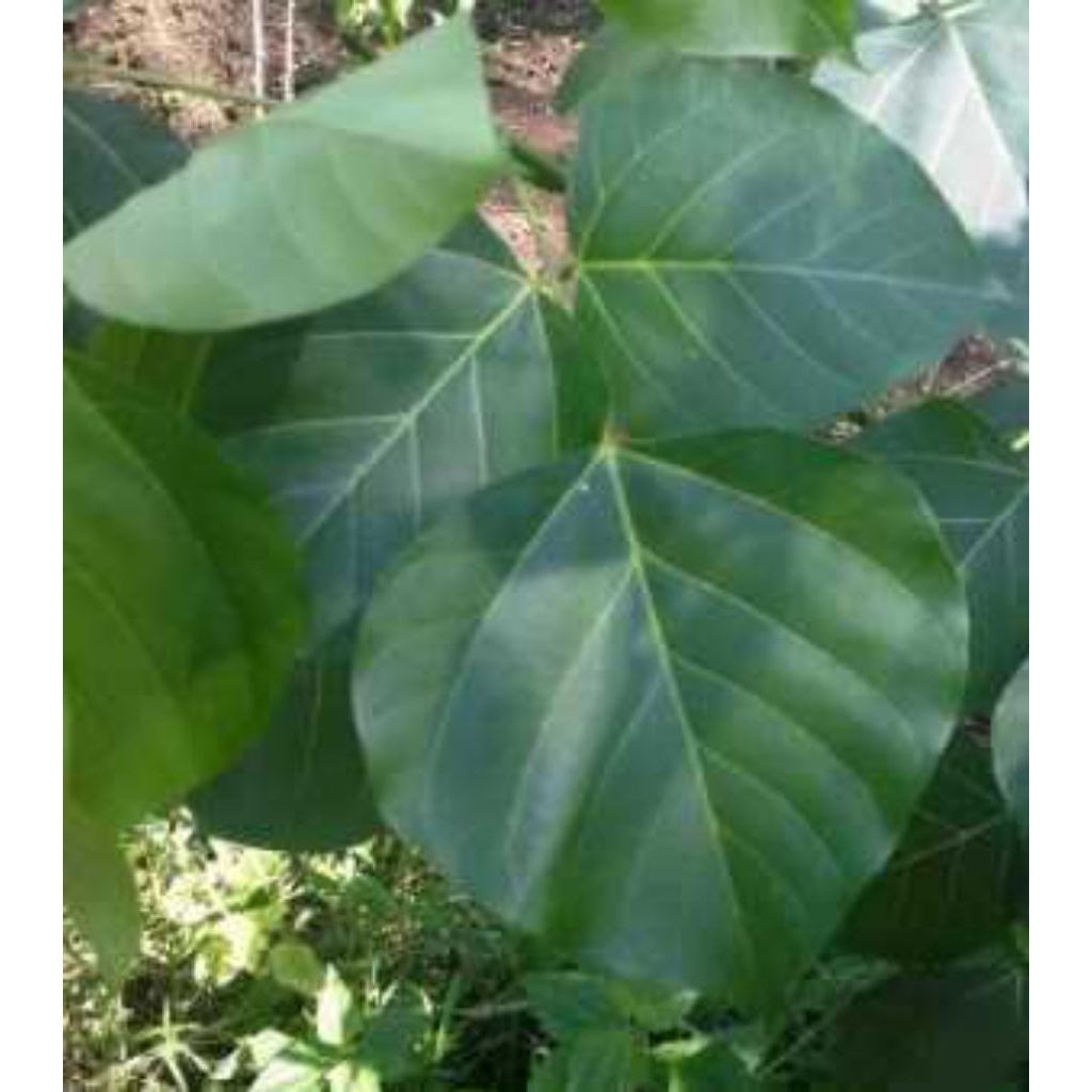 

Daun pohon cangkring/Dadap duri/cengkring/obat tradisional per80 lembar