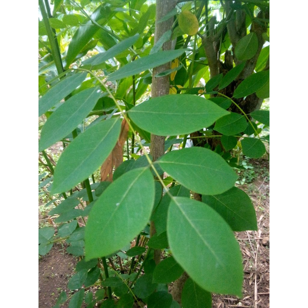 

Daun gamala segar 1kg daun cangkring