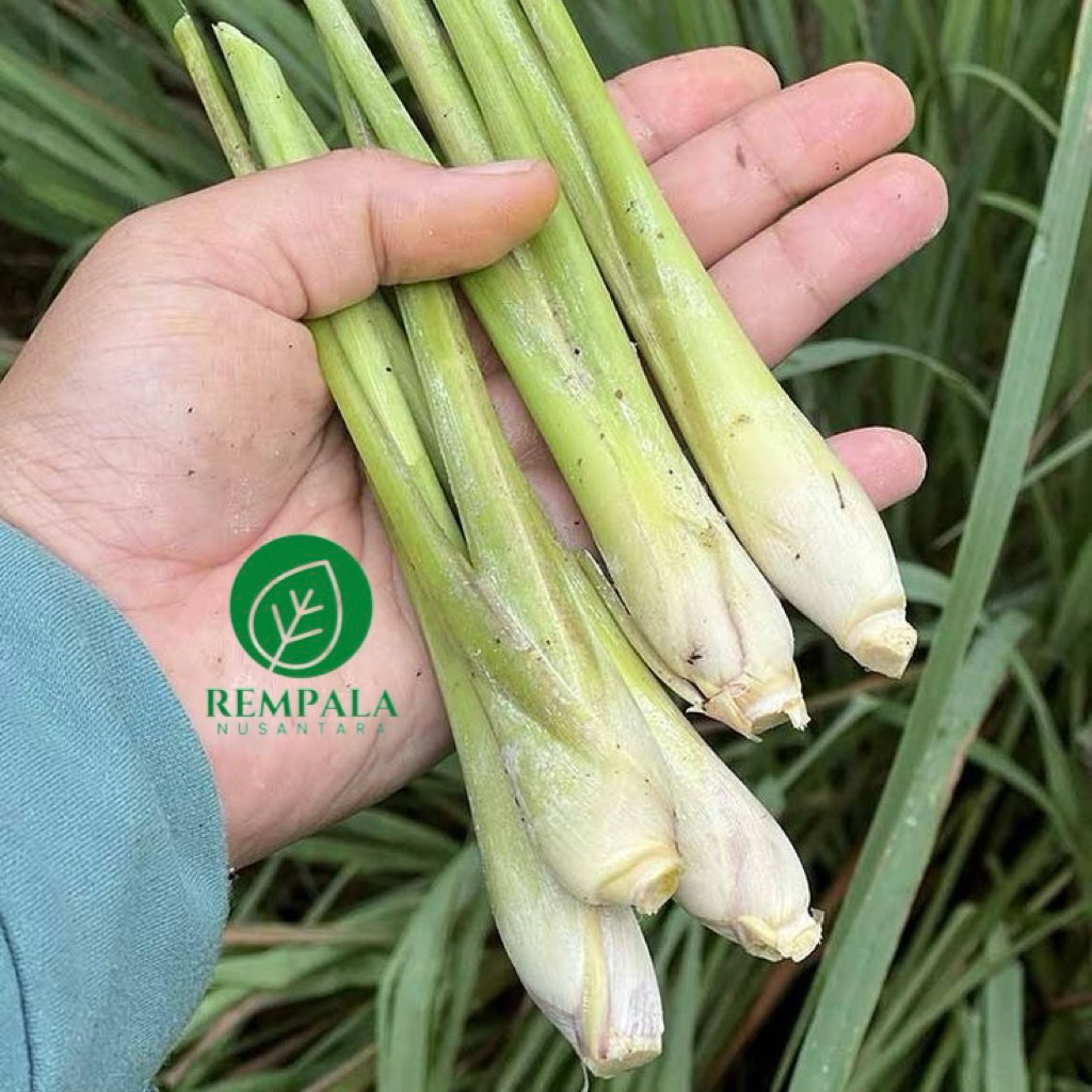 

Serai Sereh Bumbu Masak 1kg