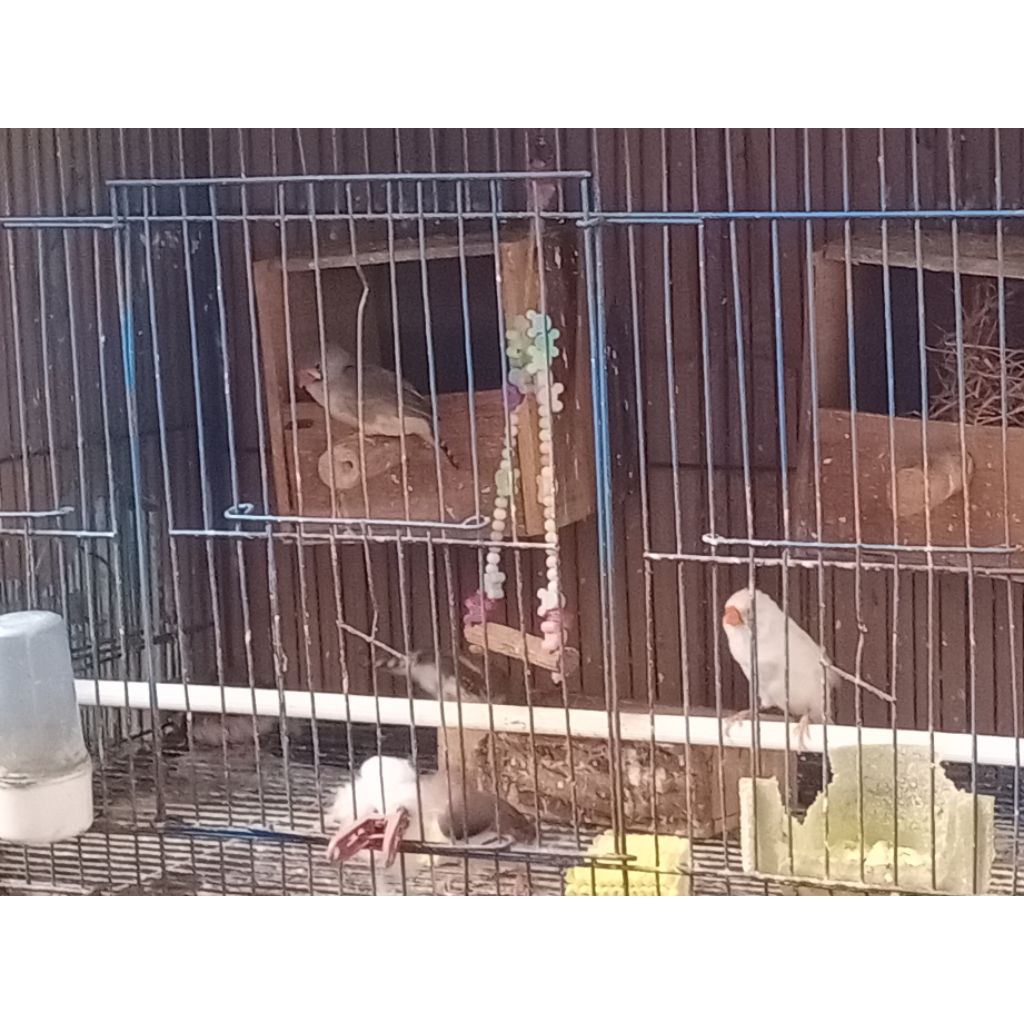 sepasang zebra finch