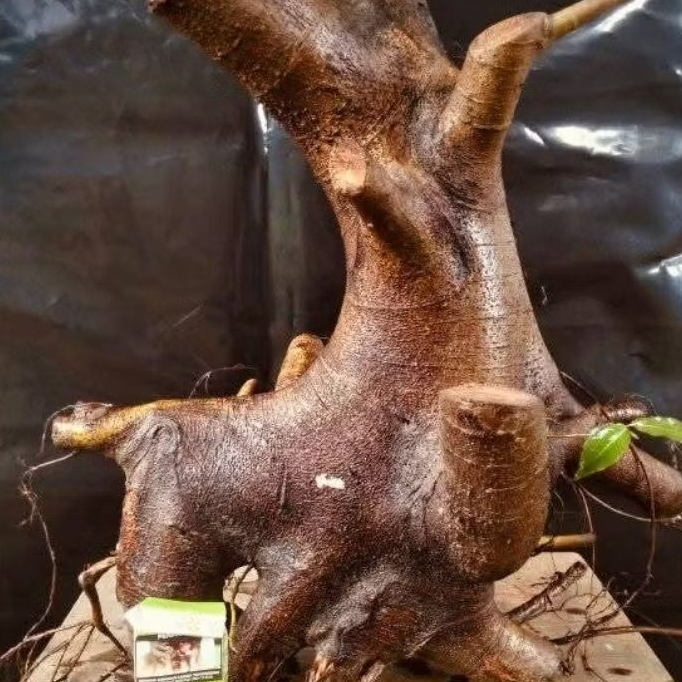 Bahan Bonsai Loa Jumbo