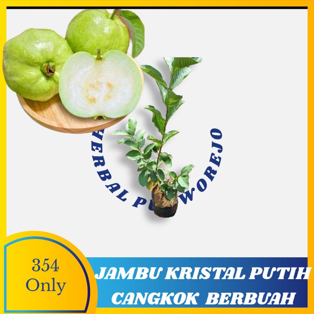 Bibit jambu kristal putih cangkok berbuah - bibit jambu kristal - jambu kristal cangkok berbuah