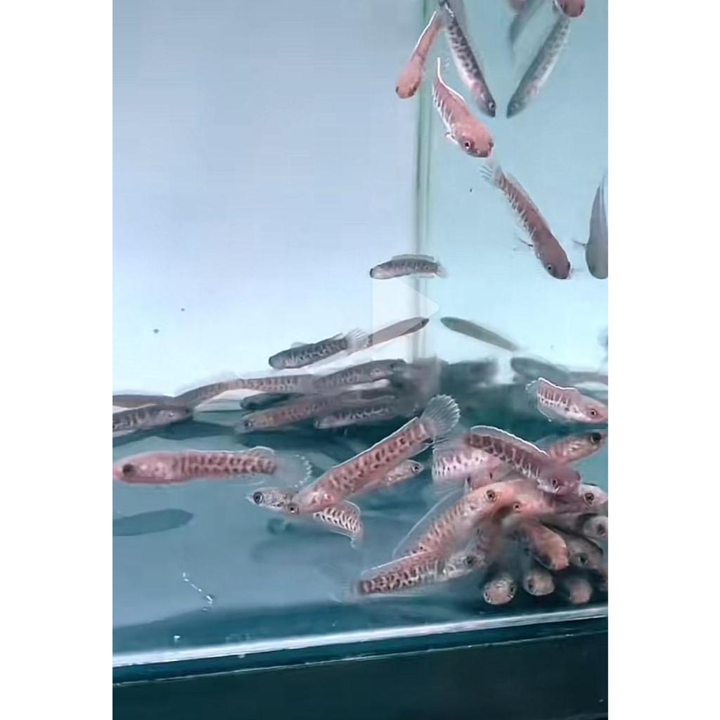 BABY AURANTI REAL(BONUS PELET)