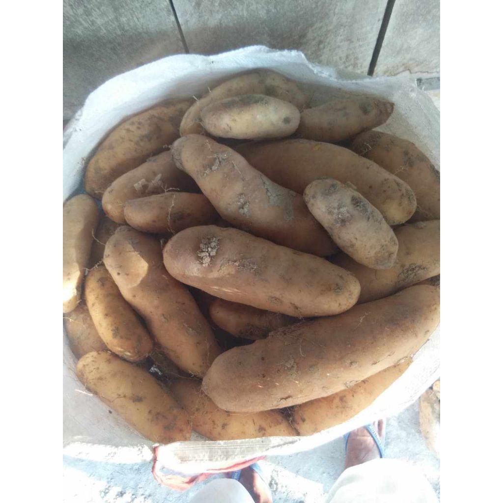 

Forcysn Ubi Gembili Ketan Super Paket Hemat Gratis Ongkir