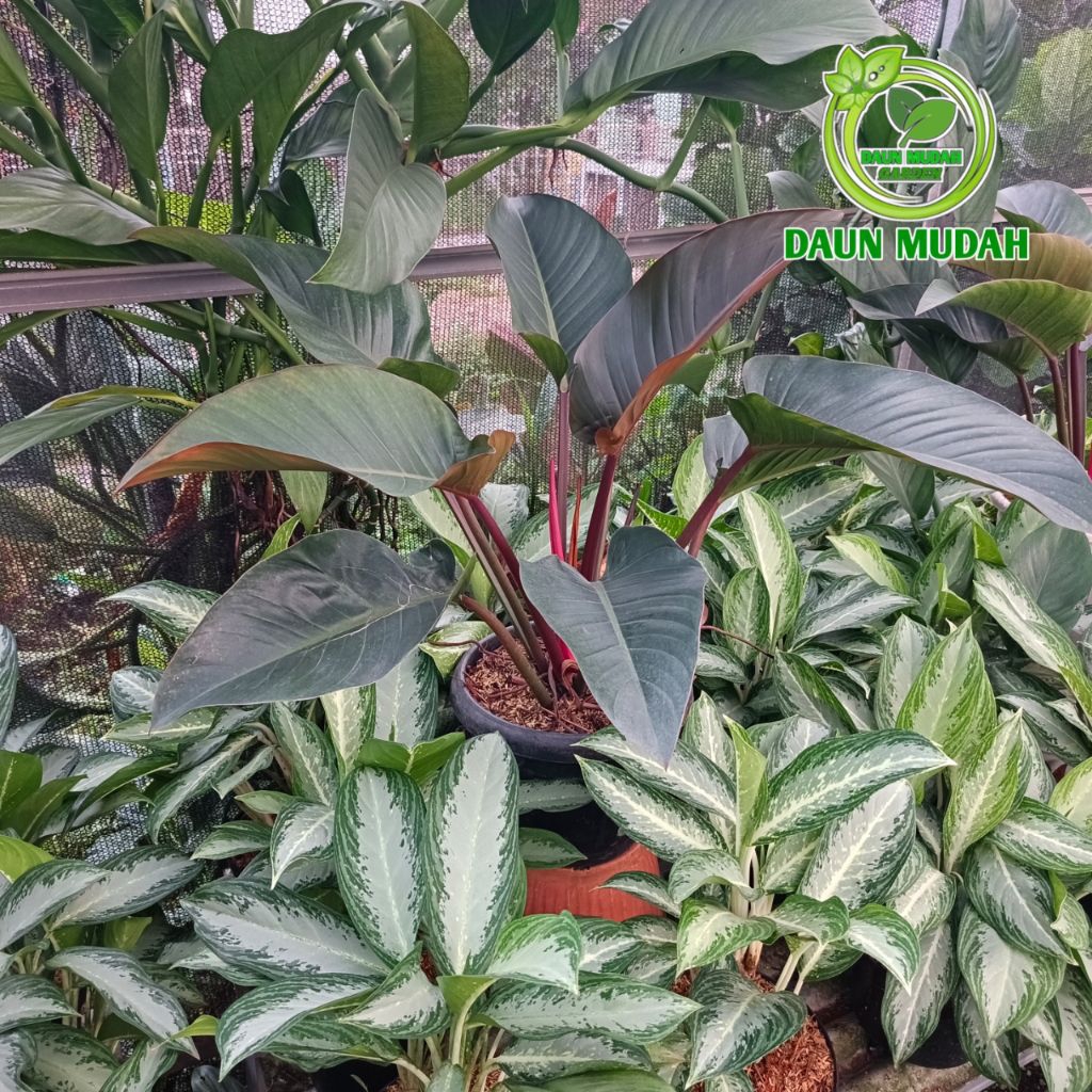 tanaman hias Philodendron rojo congo / red congo jumbo