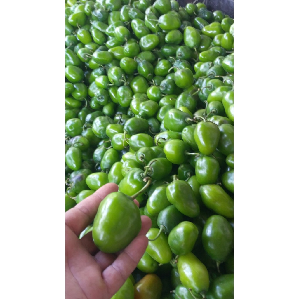 

PROMO BEST SELLER CABE GENDOT 1KG