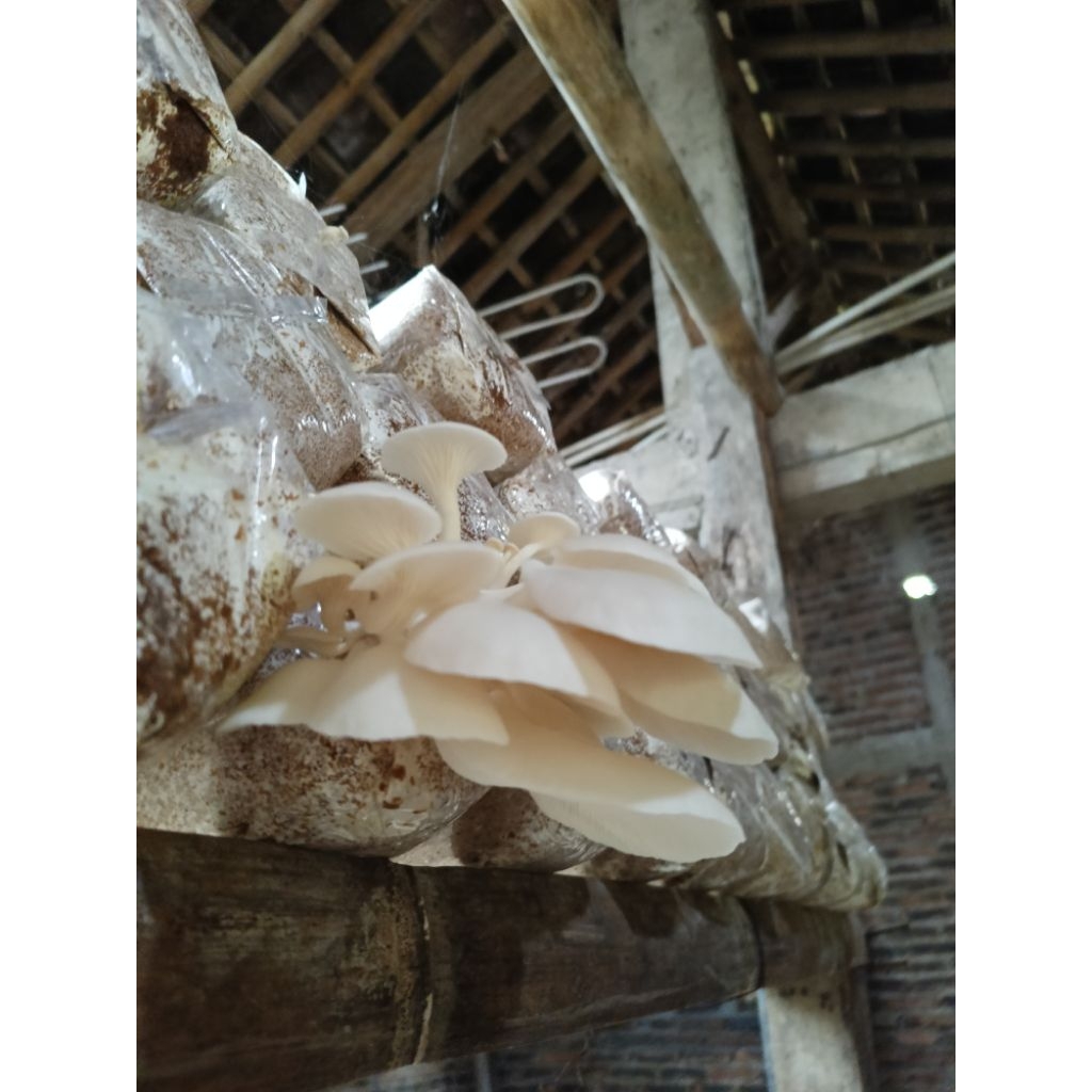 

JAMUR TIRAM PUTIH KEMASAN 250g/500g/1kg