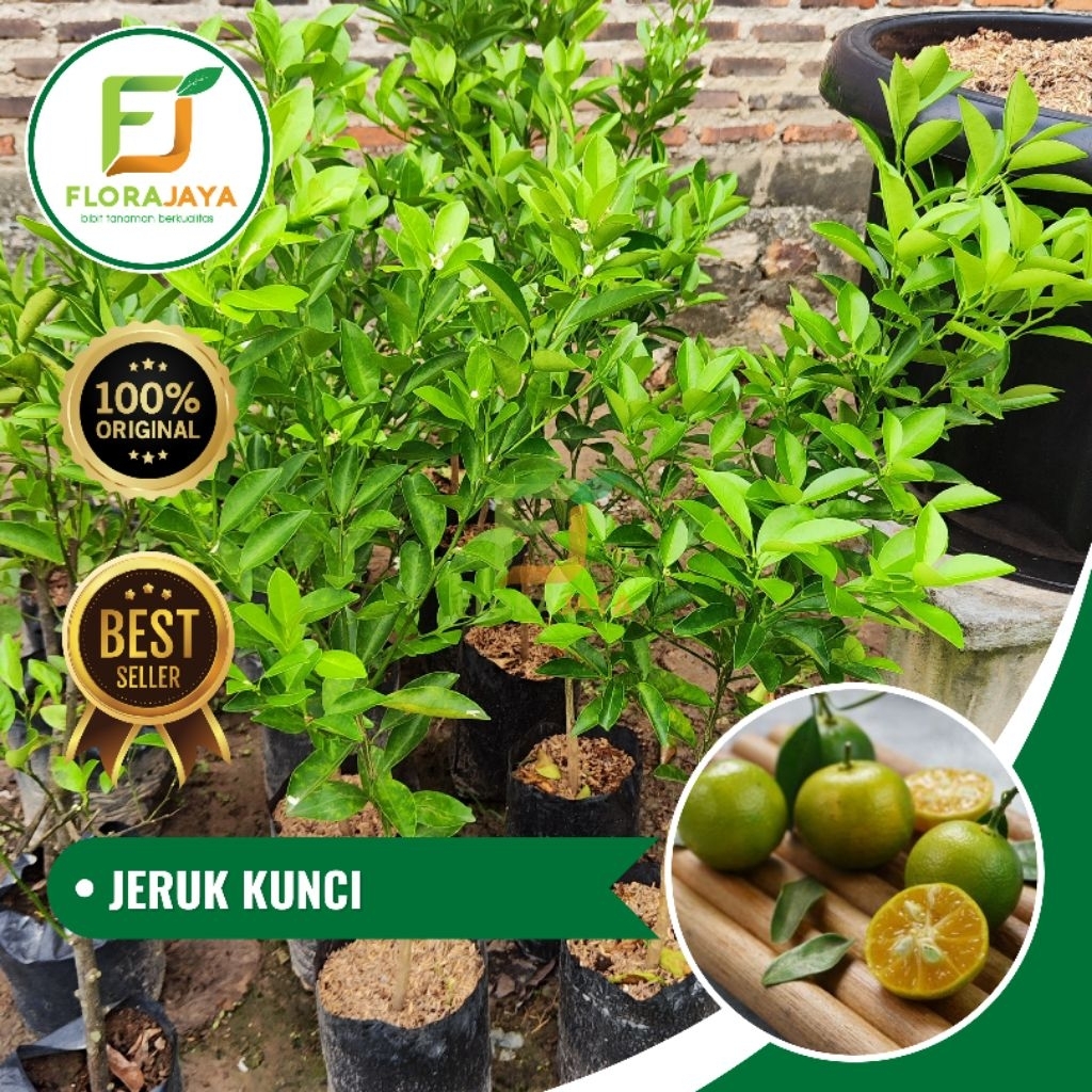 BIBIT JERUK LEMON CUI / JERUK KUNCI
