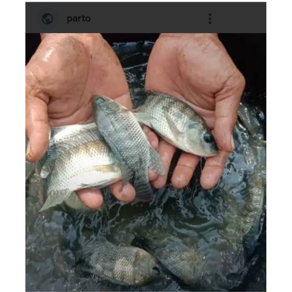 Bibit ikan nila hitam ukuran 2jari