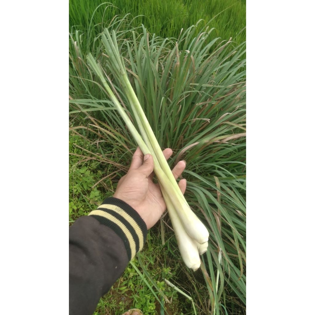 

Sereh serai segar Fresh 500 gram langsung dari kebun