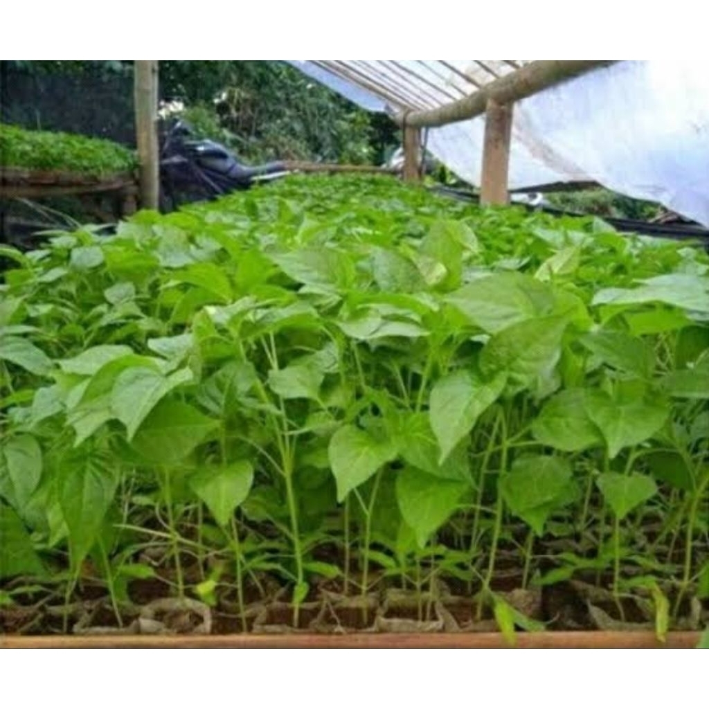 Bibit cabe asli organik tinggi 20 cm sudah berakar siap tanam sudah berakar