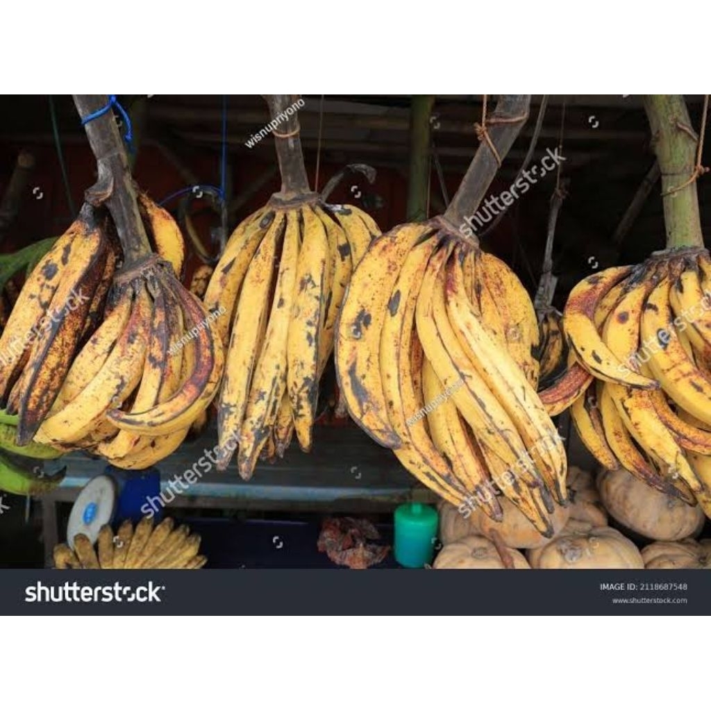 

jual pisang tanduk 1tandan buah besar dan segar