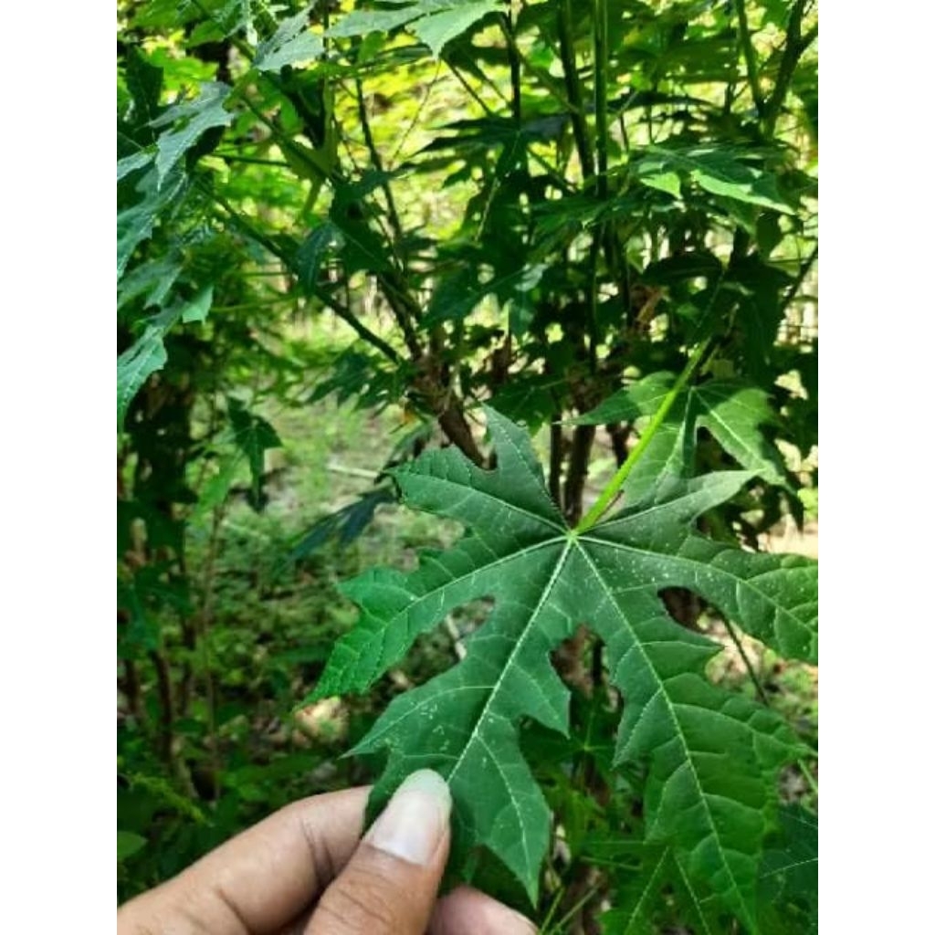 

Daun Pepaya Jepang Segar 25 Lembar Dipetik Langsung